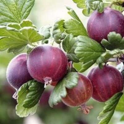 Agrest bezkolcowy spine free